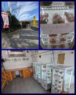 古川園芸のいつもの苺、千円だって