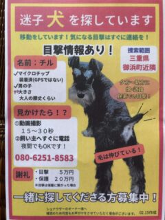 迷子犬チルくんの続報だよ