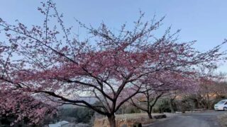 国道311号線沿いの河津桜が見頃を迎えてるよ
