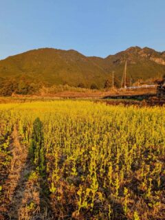 尾呂志で菜の花が見頃を迎えてるよ