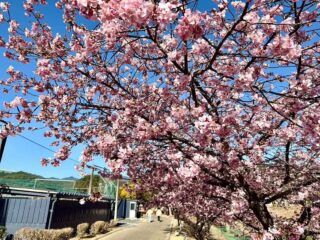 山崎運動公園でカワヅザクラが見頃を迎えてるよ