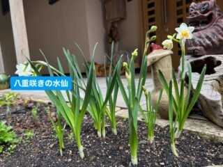 水仙が八重咲きしたよ