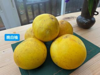 晩白柚って知ってる？