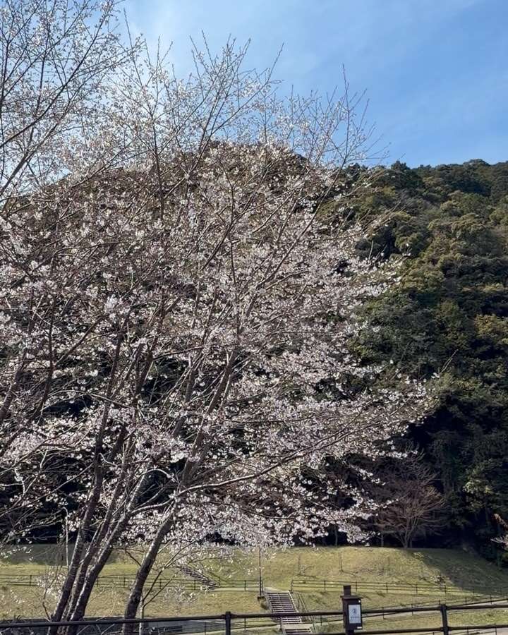 飛雪の滝キャンプ場で桜が一気に咲いたみたい