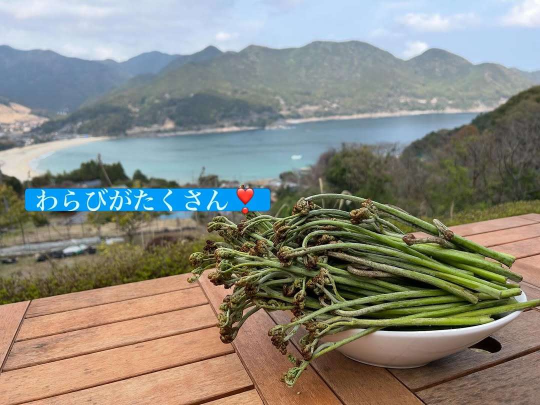 わらびがたくさん採れたよ