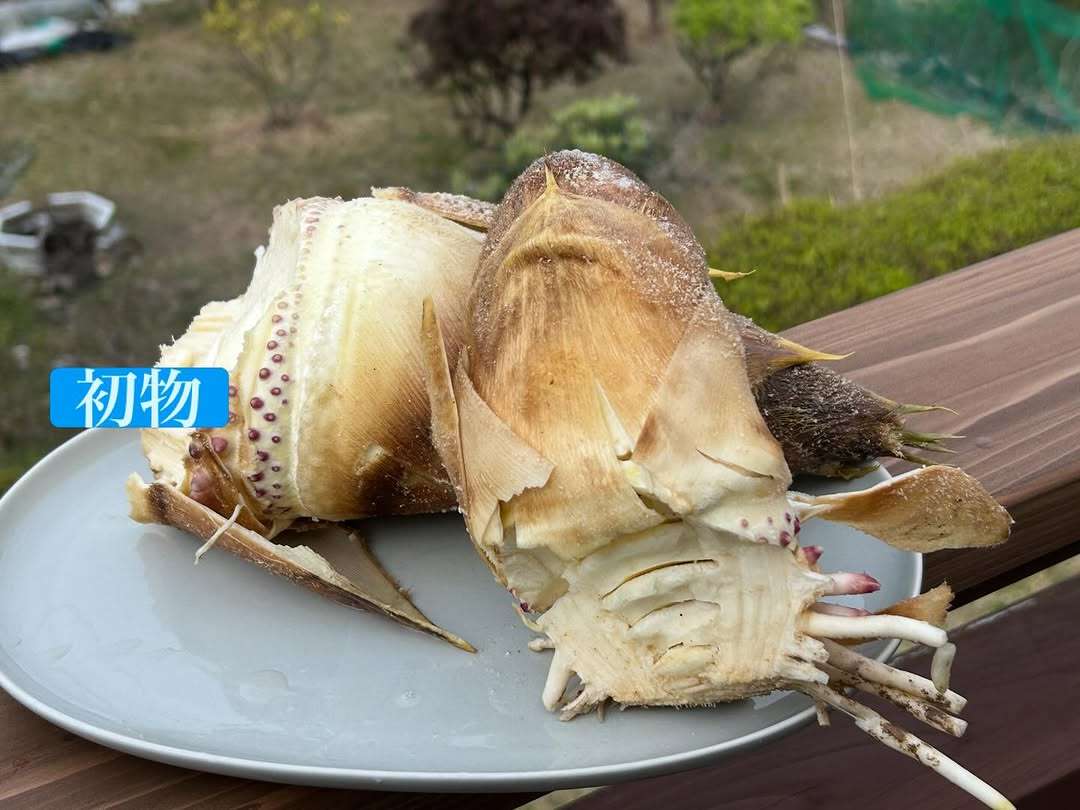 初物の筍をいただいたよ