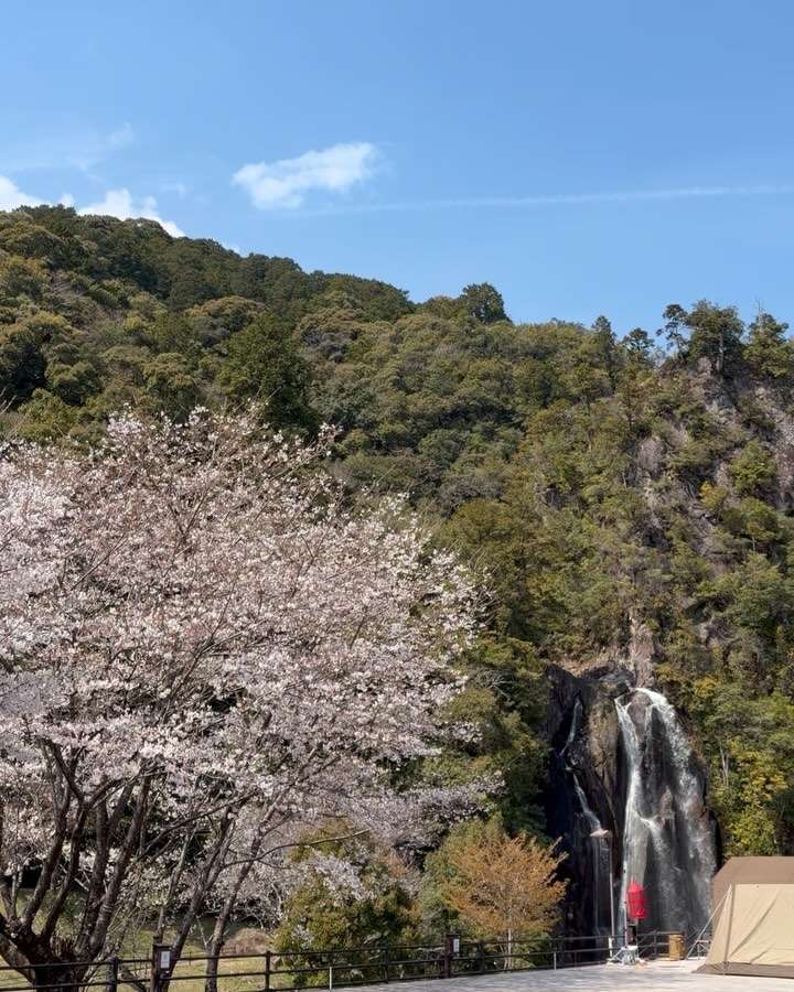 キャンプ場内の桜がほぼ満開になったみたい