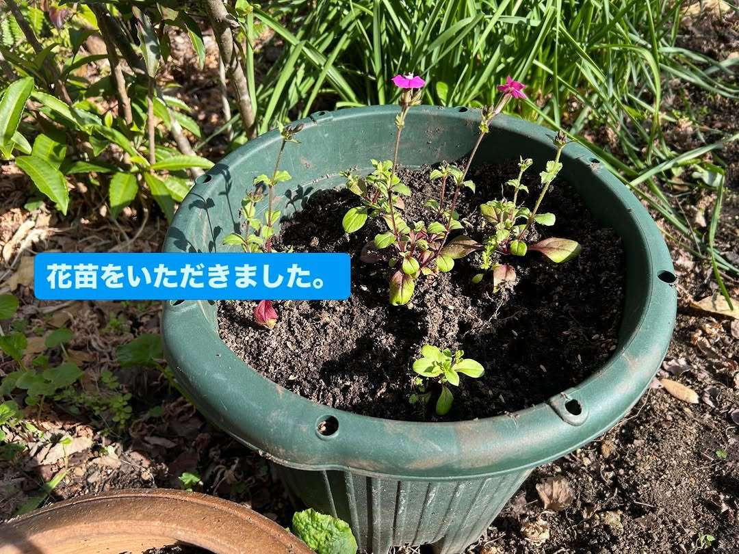 たくさんの花苗をプレゼントしてもらったよ