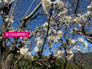雨上がり、さくらんぼの花がパッと咲いたよ