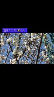 西洋ミツバチが蜜を集めにやって来たよ