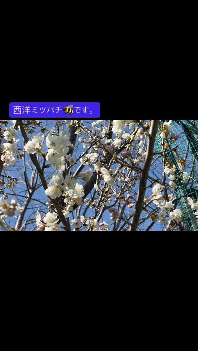 西洋ミツバチが蜜を集めにやって来たよ