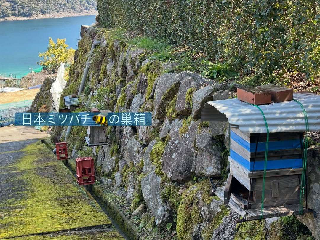 日本ミツバチの巣箱を掃除したよ