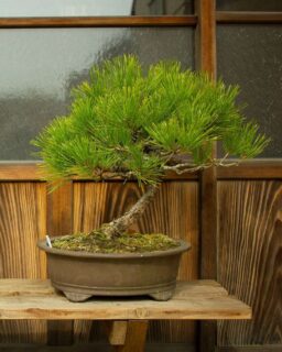 春のよそおい展は今週土曜からだよ