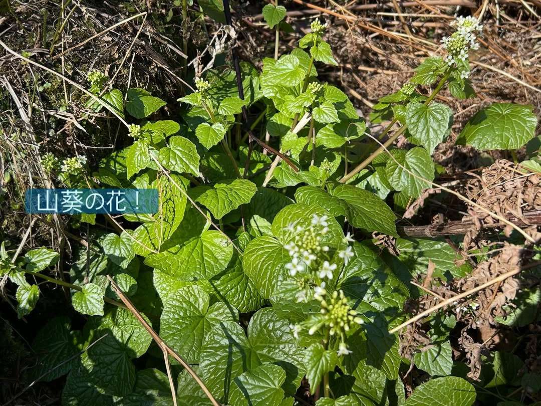 山葵の花が咲いてたよ