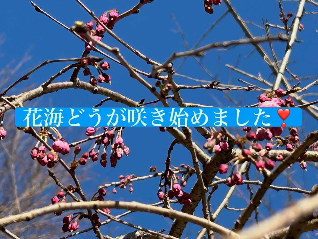 ハナカイドウが咲き始めたみたい