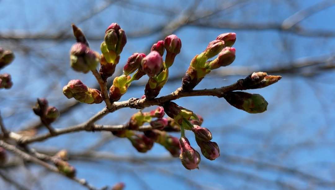 飛雪の桜、開花まであともう少し