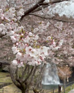 飛雪の滝の桜はもう少しで見頃を迎えるよ
