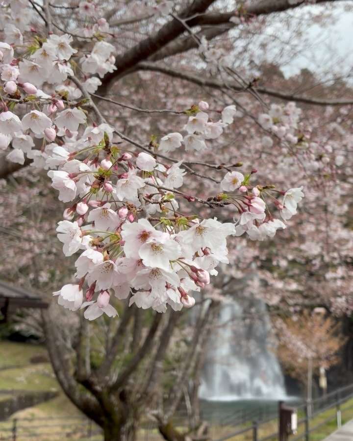 飛雪の滝の桜はもう少しで見頃を迎えるよ