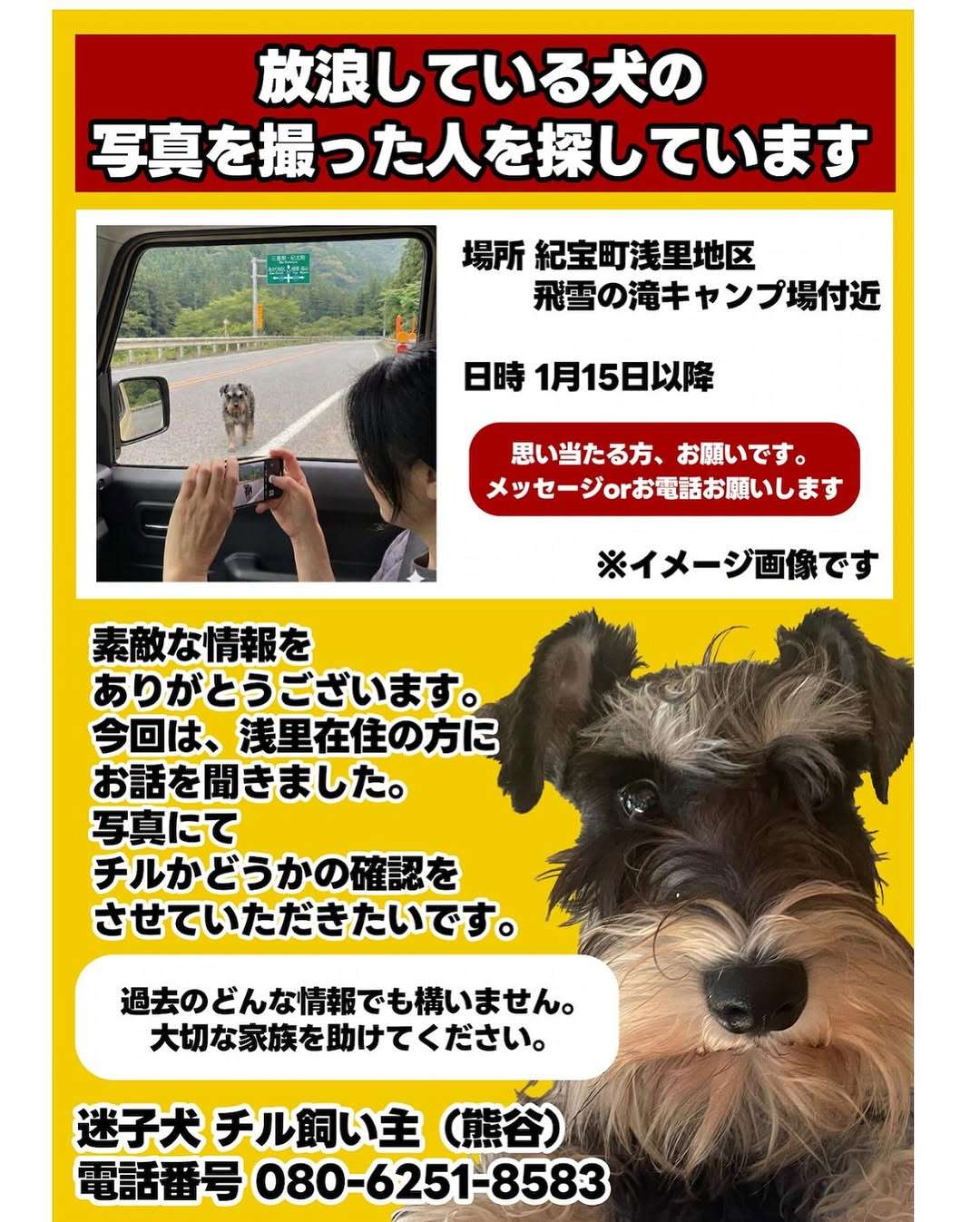 浅里地区で1匹で歩いている迷い犬の写真を撮った人いる？