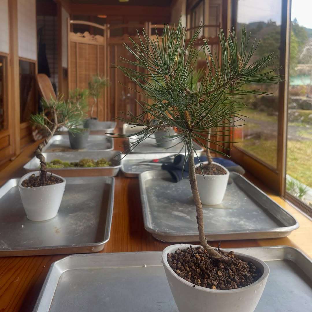 盆栽ワークショップに参加してきたよ