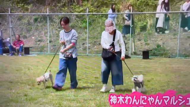 第6回わんにゃんマルシェが開催されたよ