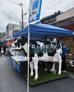 本日開催のいこらい市で乳しぼり体験や牛乳のふるまいがあるよ