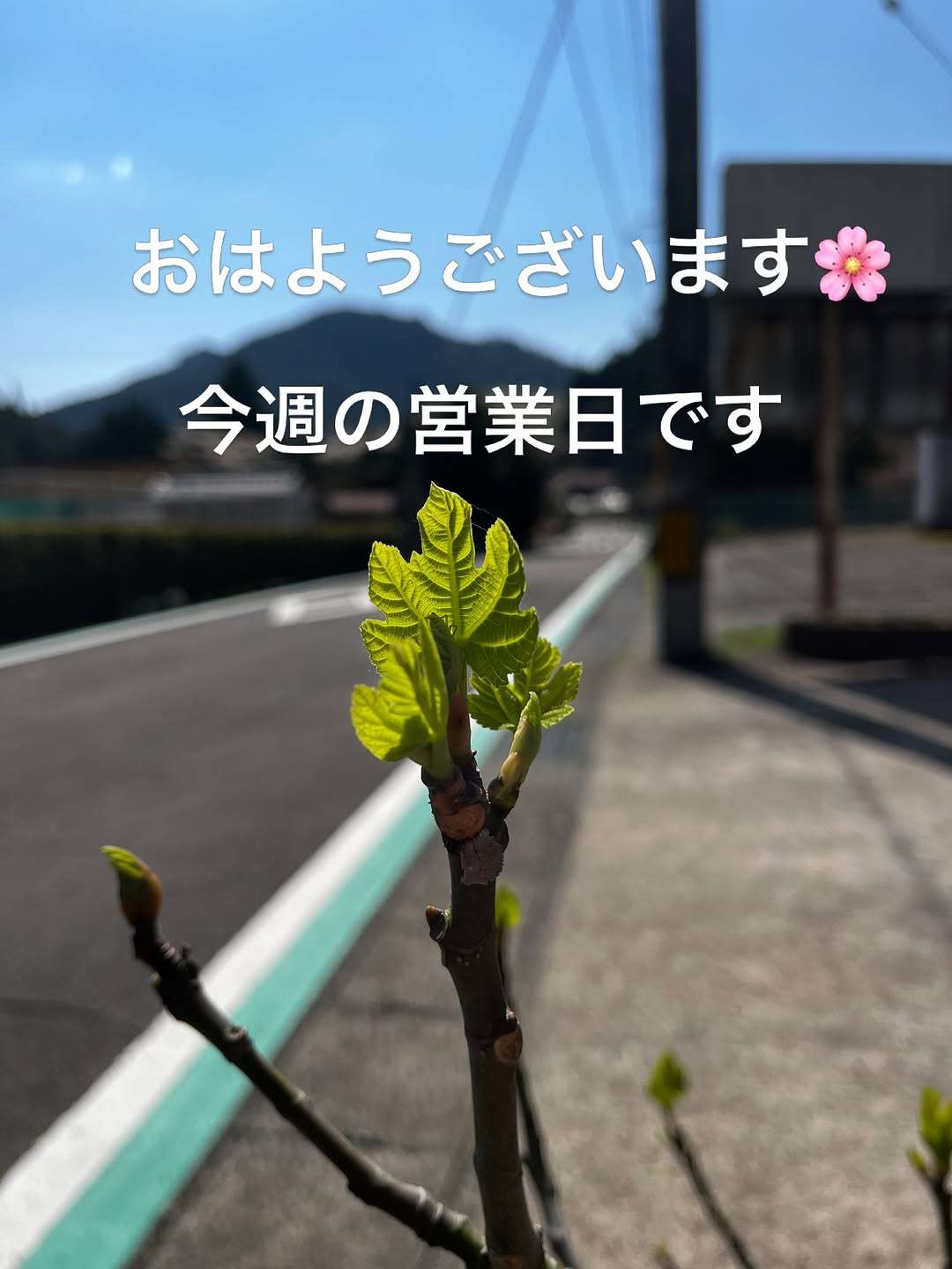 今週の営業はこんな感じ