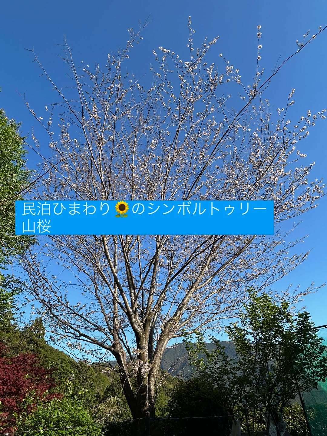 民泊ひまわりと山桜の話