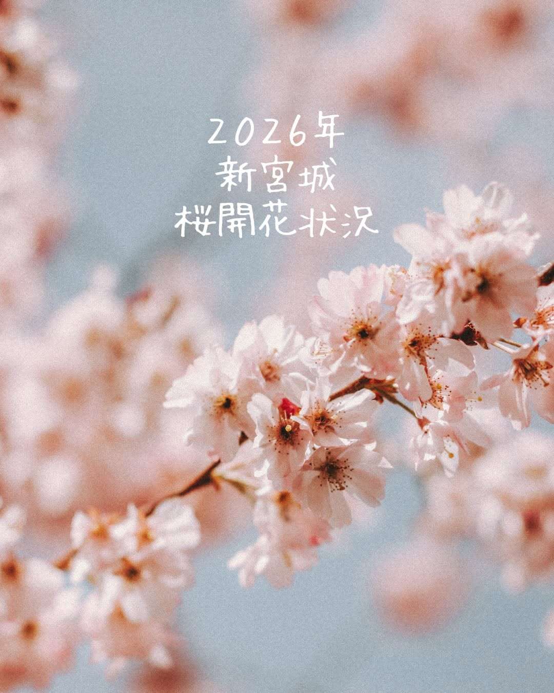 新宮城跡の桜は今こんな感じ