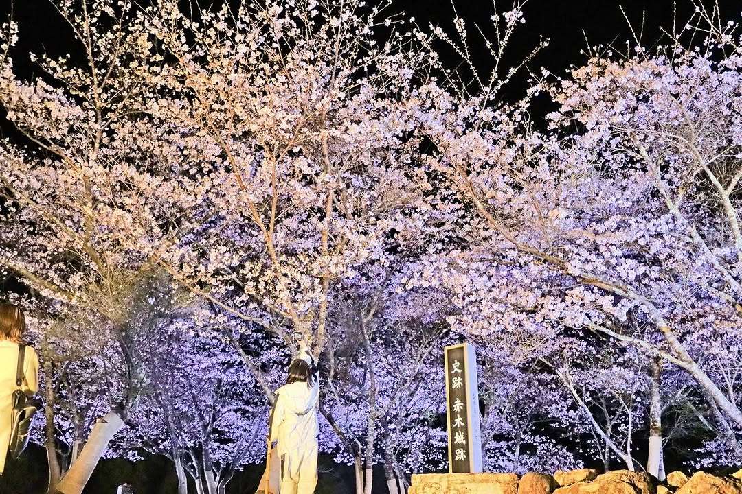 赤木城跡で桜のライトアップがあったよ