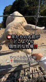 御浜町のひつじみかん牧場へ行ってきたみたい