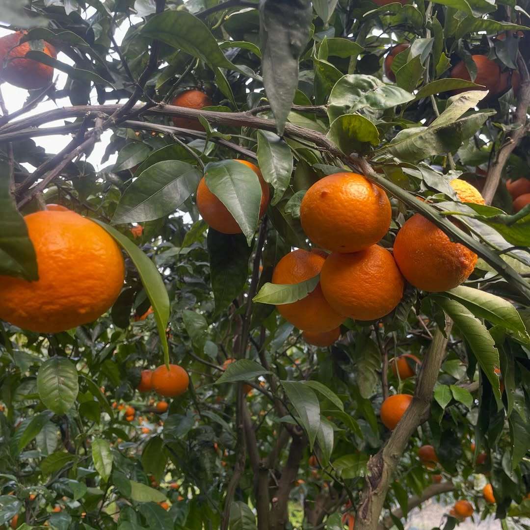 カラマンダリン、いよいよ出荷開始するよ