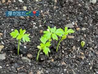 風船カズラの芽をお裾分けするよ
