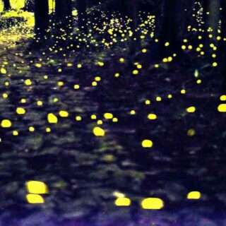東紀州観光手帳が「熊野古道の石畳を飛ぶホタル」の特集記事を公開