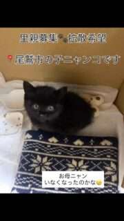 子猫を保護したよ。里親ににゃりたい人いる？