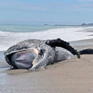 七里御浜海岸でクジラの死がいが見つかったよ