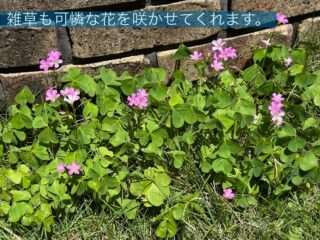 民泊ひまわりが予約サイトを一時非公開にしたよ