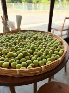 食堂あお、今年の梅仕事も無事終了