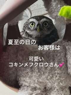Iru-Cafeにコキンメフクロウさんが来店