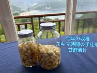 収穫したラッキョウを3種類の味で漬け込んだよ