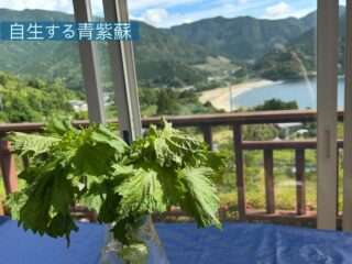 民泊ひまわりの庭で青紫蘇がすくすく成長中＆お裾分けも受付中
