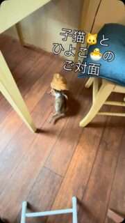 Iru-Cafeさんが昨日保護した子猫、ひよこと初対面