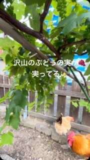 庭のデラウェアがたくさんの実をつけたよ