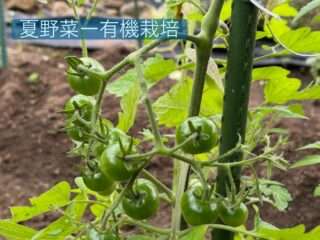 民泊ひまわり、今年も夏野菜を植える