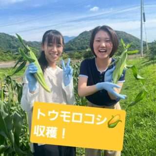 三重大の医学生が「まんまる畑」でトウモロコシを収穫
