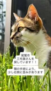 尾鷲市で猫が迷子になってるみたい