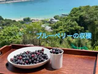 民泊ひまわり、7月末までに宿泊するとブルーベリー狩りできちゃう
