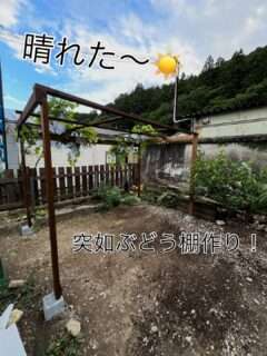 Iru-Cafe、ついにぶどう棚が完成
