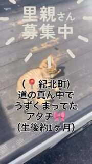 紀北町で子猫の里親募集